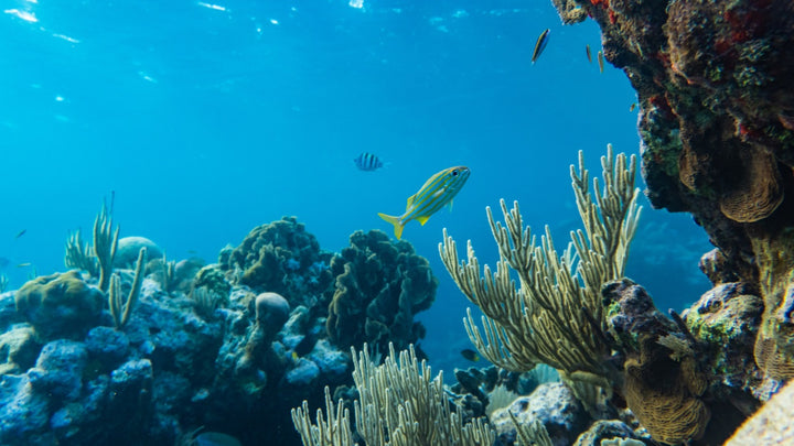 Ocean Conservancy: A Non-Profit Protecting the Ocean Wildlife