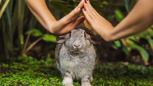 The Top 10 Cruelty-Free Brands You Need to Know